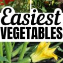Super Easy Vegetables to Grow!