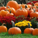 Fun FALL Events in Washington!!